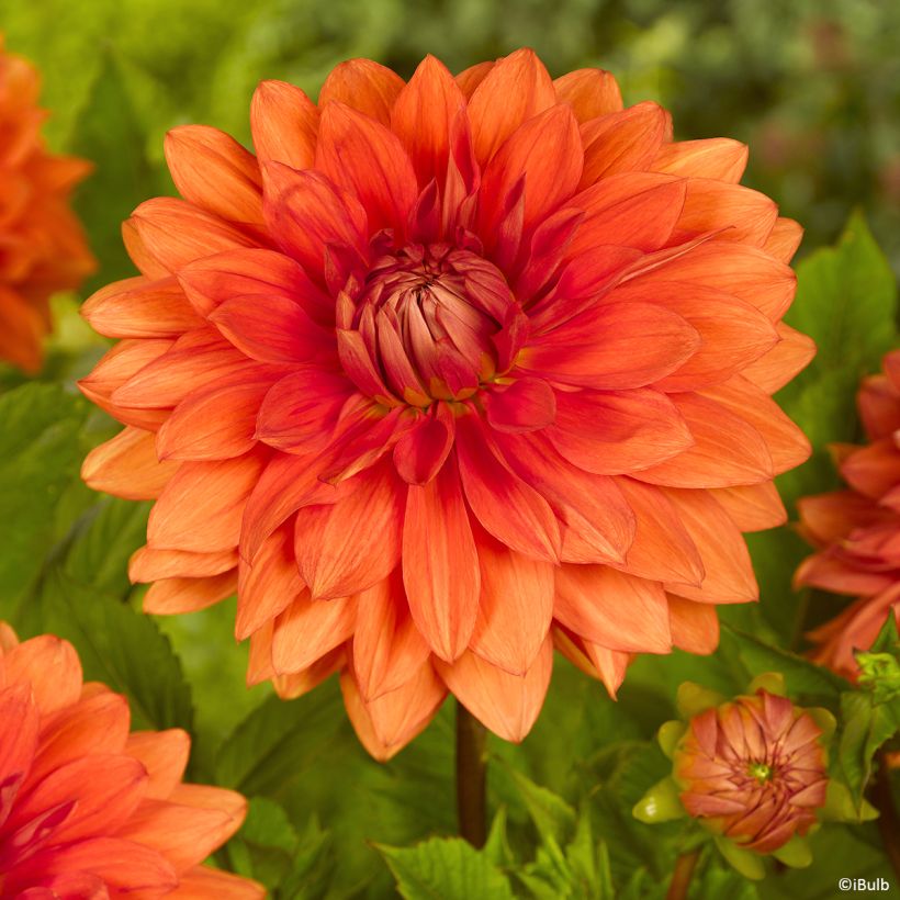 Dahlia décoratif Mrs Eileen (Floraison)