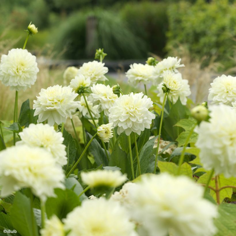 Dahlia décoratif Karma Serena (Floraison)