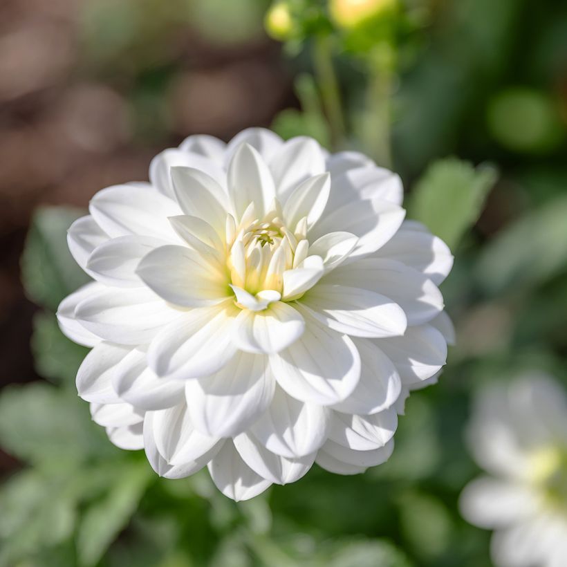 Dahlia camélia White Onesta (Floraison)