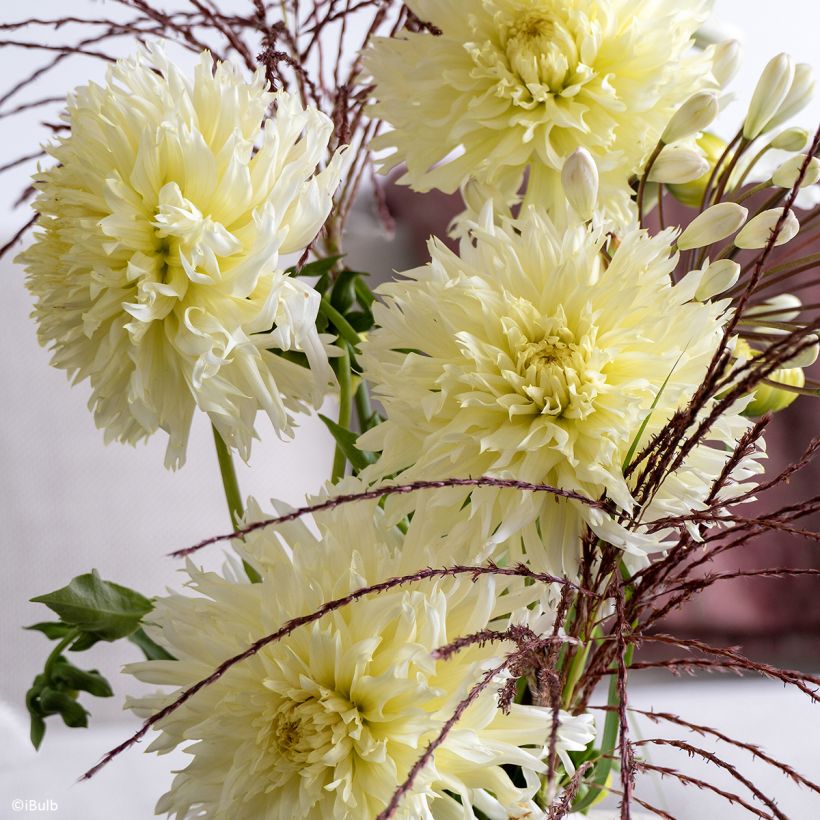 Dahlia fimbriata Promise (Floraison)