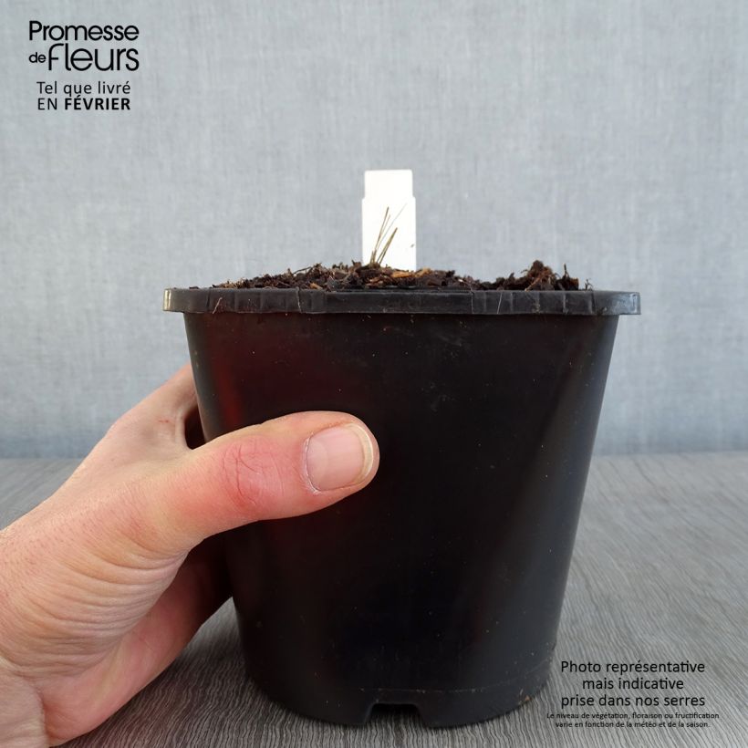 Spécimen de Dahlia Honka Izarra Pot de 2L/3L tel que livré en hiver