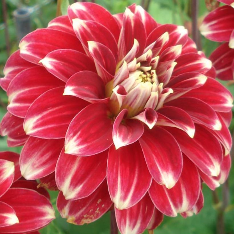 Dahlia Décoratif Red Rock (Floraison)
