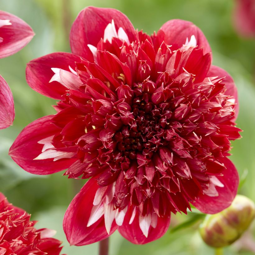 Dahlia anémone Speech (Floraison)