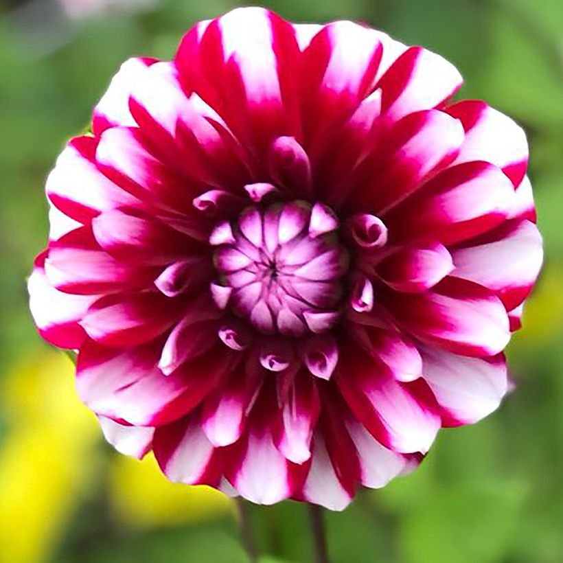 Dahlia décoratif Bourbon Street (Floraison)
