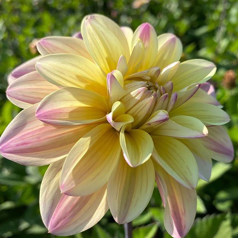 Dahlia décoratif Mondriaan (Floraison)