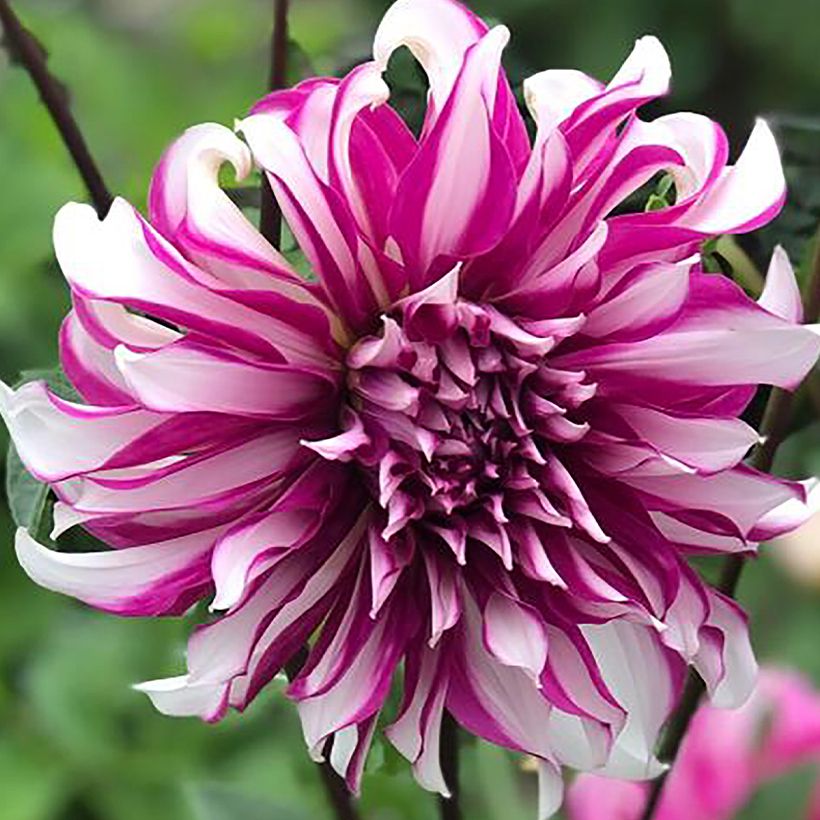 Dahlia décoratif Radegast (Floraison)