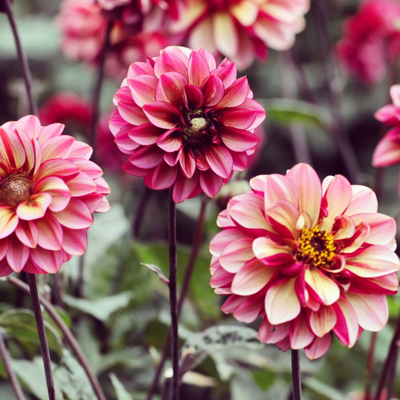 Dahlia décoratif Seniors Hope (Port)