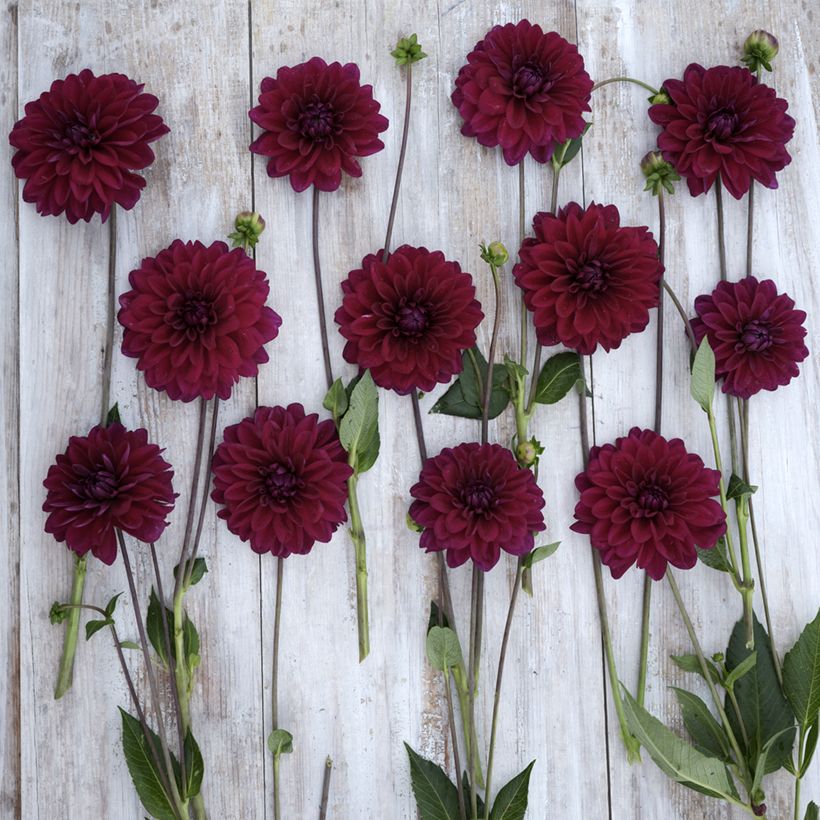Dahlia décoratif à petites fleurs Mister Blue (Floraison)
