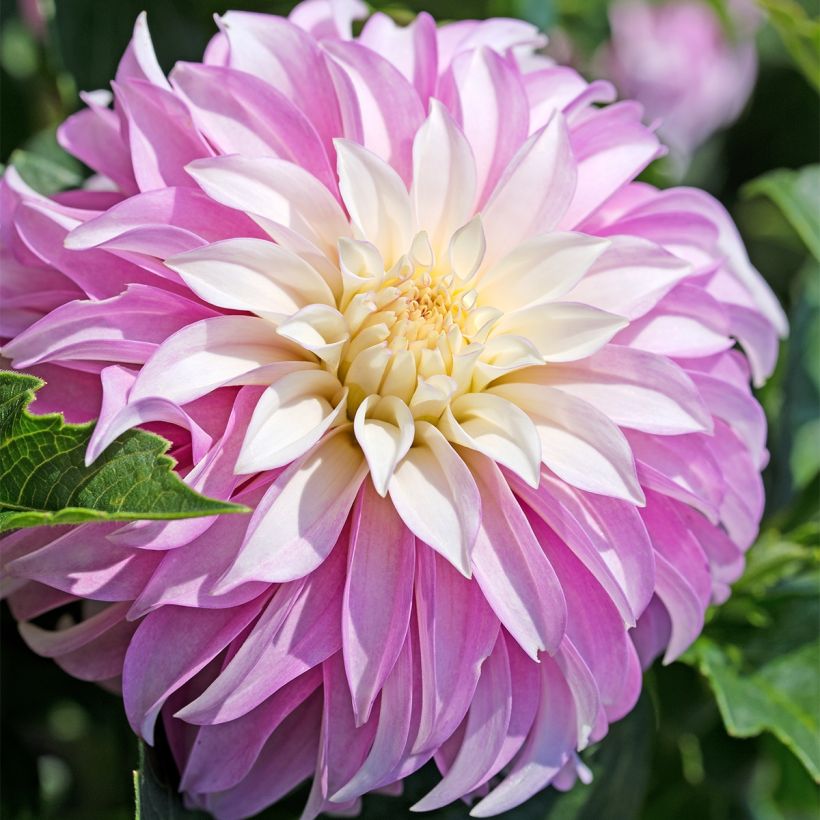 Dahlia décoratif Pink Petticoat (Floraison)