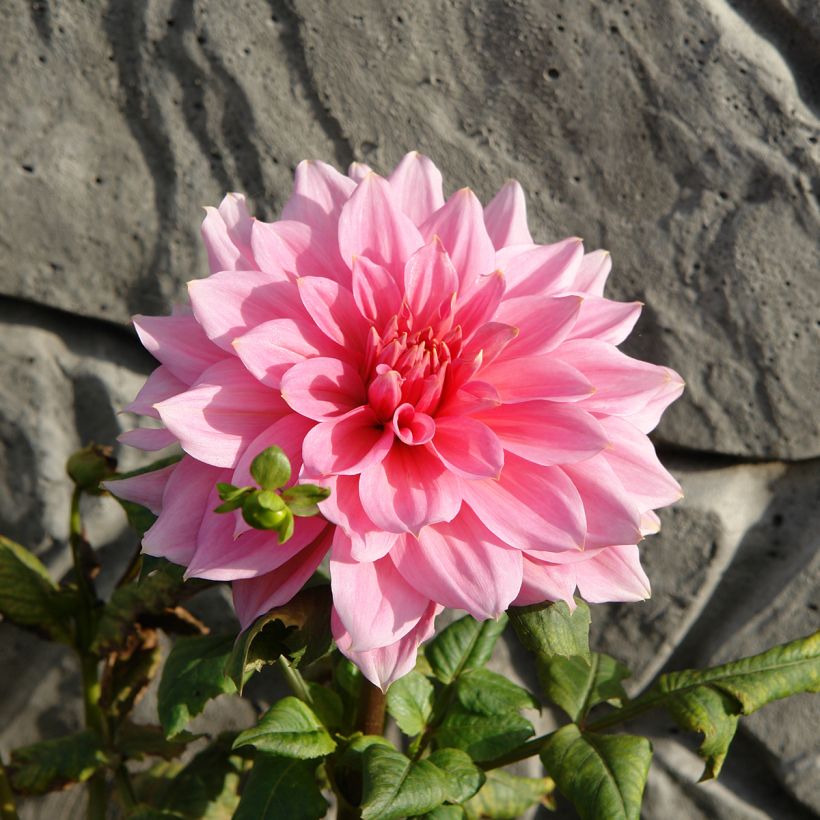 Dahlia géant Otto's Thrill (Floraison)