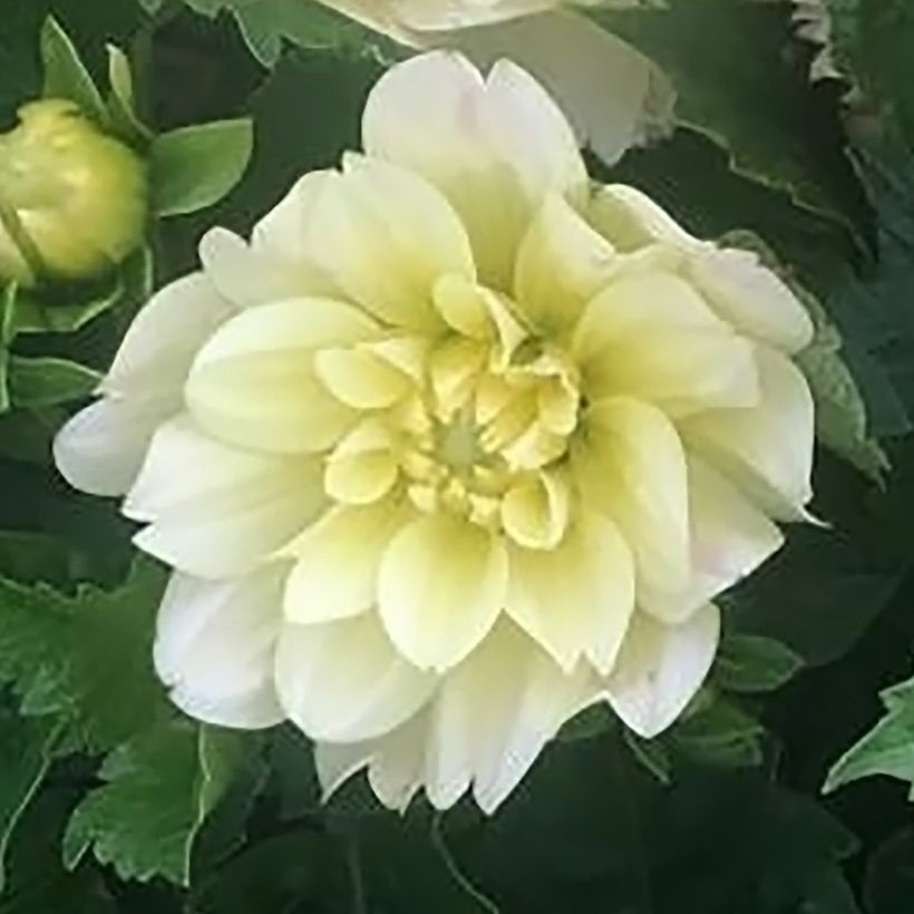 Dahlia nain décoratif Berliner Lemon (Floraison)