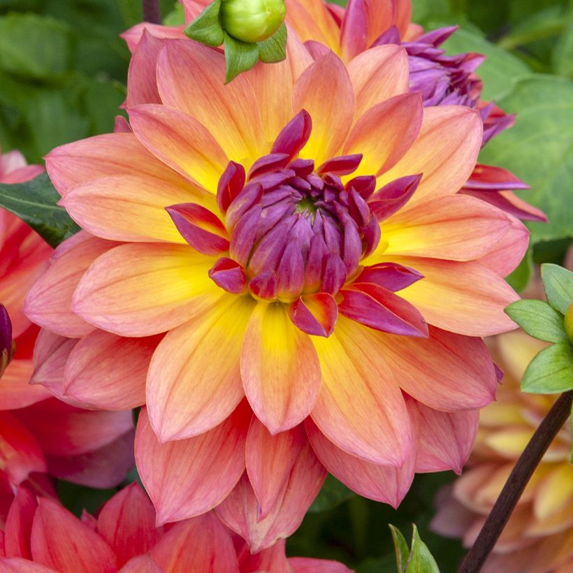 Dahlia nain décoratif Firepot (Floraison)