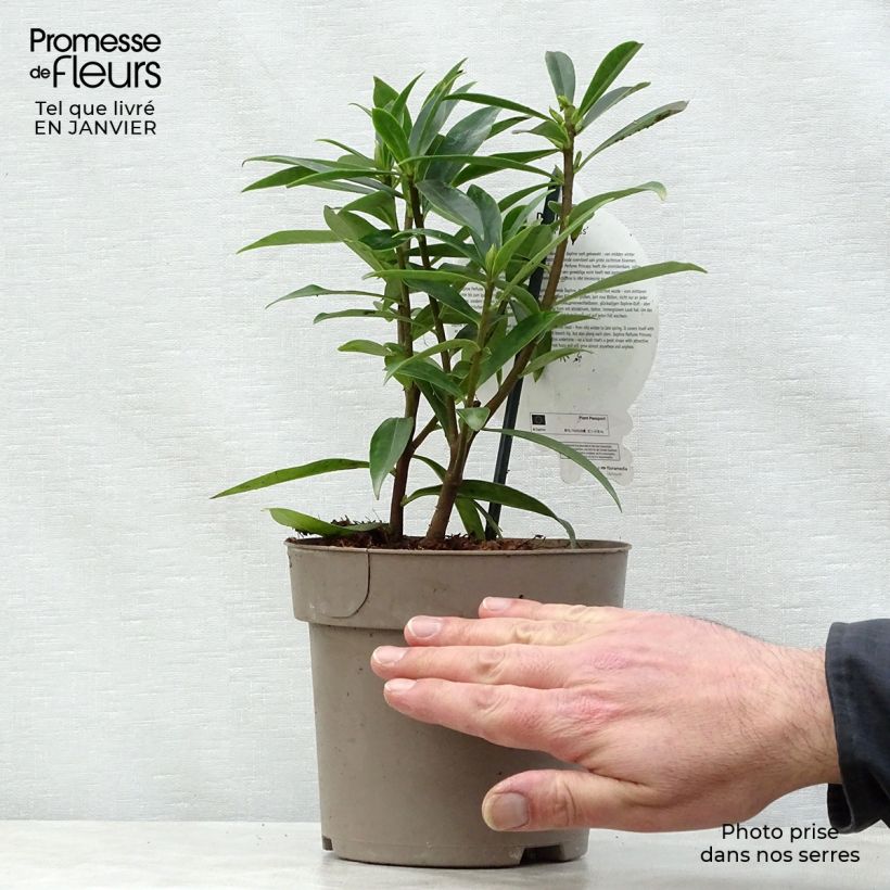 Spécimen de Daphne Perfume Princess - Daphné parfumé Pot de 2L/3L tel que livré en hiver