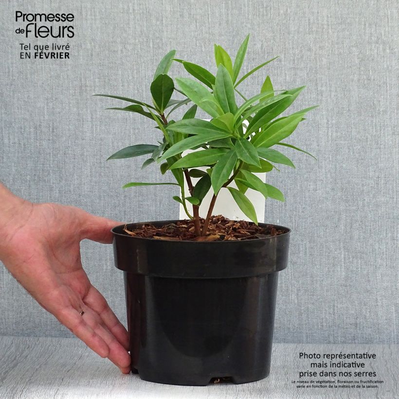Spécimen de Daphne Perfume Princess - Daphné parfumé Pot de 2L/3L tel que livré en automne