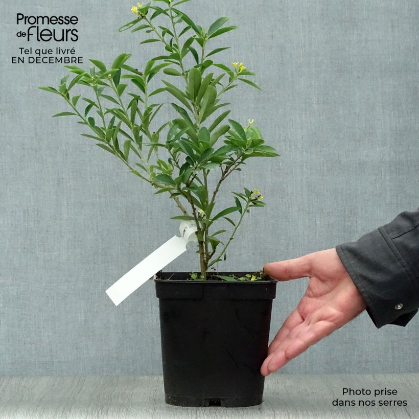 Spécimen de Daphne gemmata Royal Crown Pot de 2L/3L tel que livré en hiver