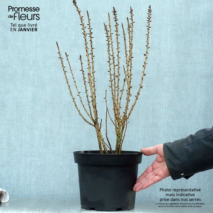 Spécimen de Daphne mezereum var. rubra Pot de 3L/4L tel que livré en hiver