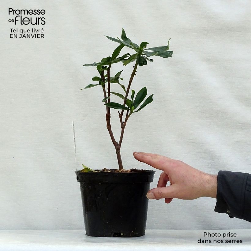 Spécimen de Daphne odora - Bois-joli odorant Pot de 1L/1,5L tel que livré en hiver