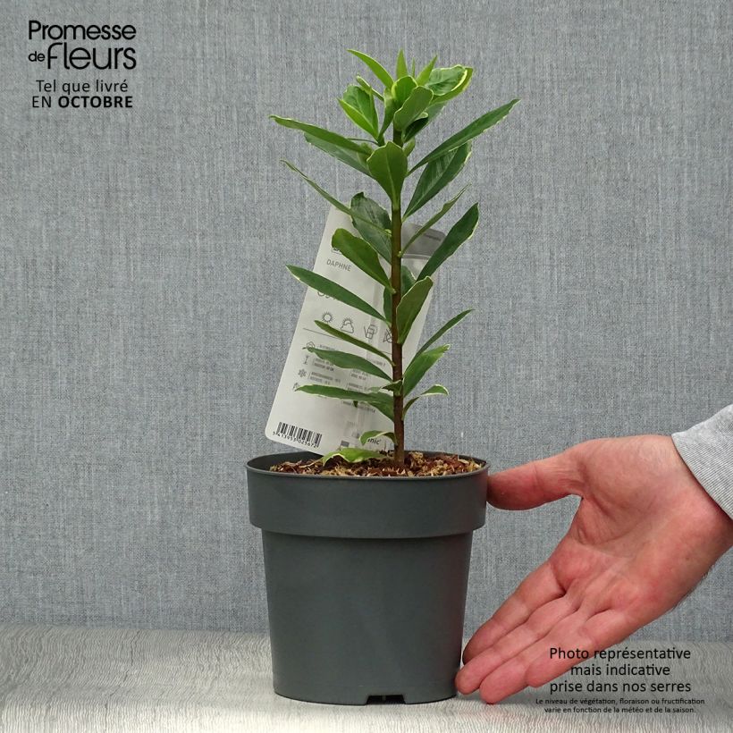 Spécimen de Daphne odora Aureomarginata Pot de 2L/3L tel que livré en automne