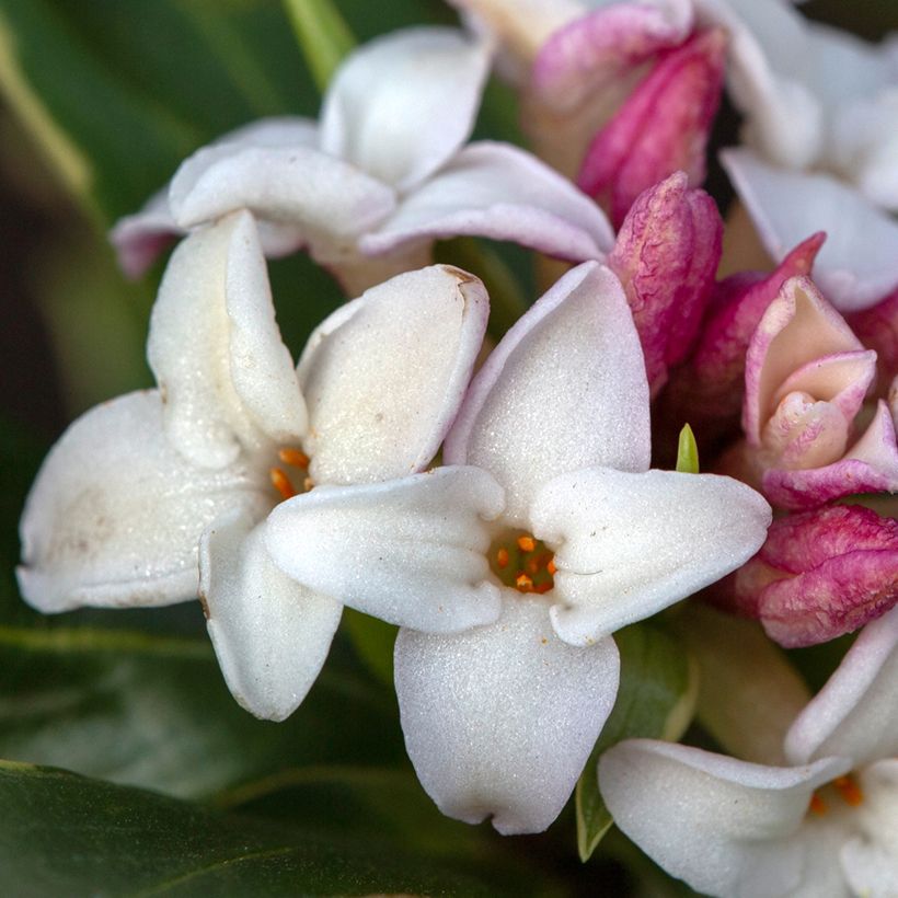 Daphne odora Aureomarginata (Floraison)