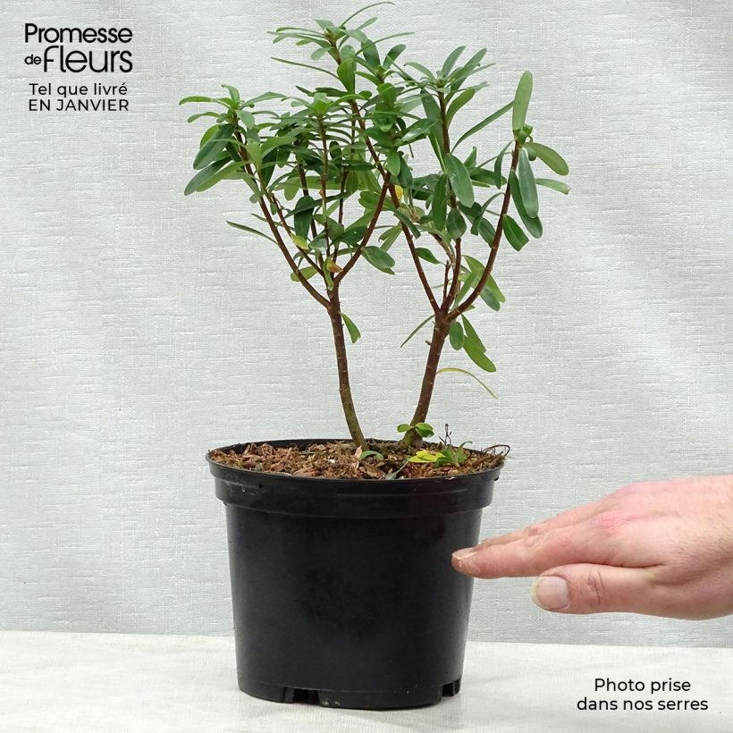 Spécimen de Daphne x transatlantica Pink Fragrance Pot de 2L/3L tel que livré en hiver