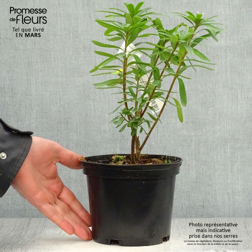 Spécimen de Daphne x transatlantica Pink Fragrance Pot de 2L/3L tel que livré au printemps