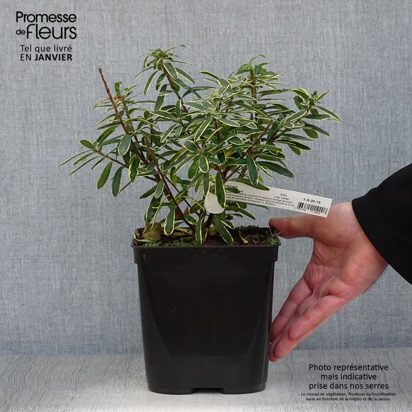 Spécimen de Daphne x transatlantica Summer Ice Pot de 3L/4L tel que livré en hiver