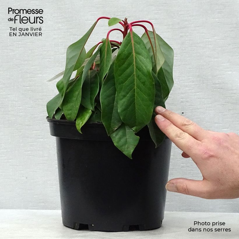 Spécimen de Daphniphyllum himalayense macropodum Pot de 2L/3L tel que livré en hiver