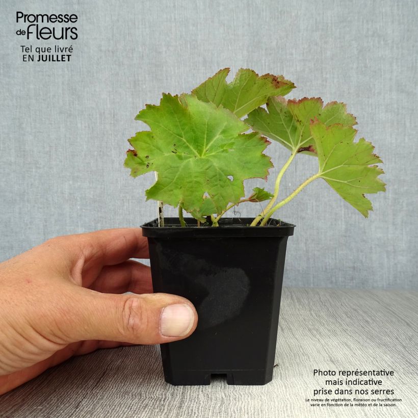 Spécimen de Darmera peltata Godet de 8/9 cm tel que livré en été