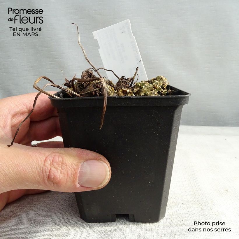 Spécimen de Darmera peltata Godet de 8/9 cm tel que livré en hiver