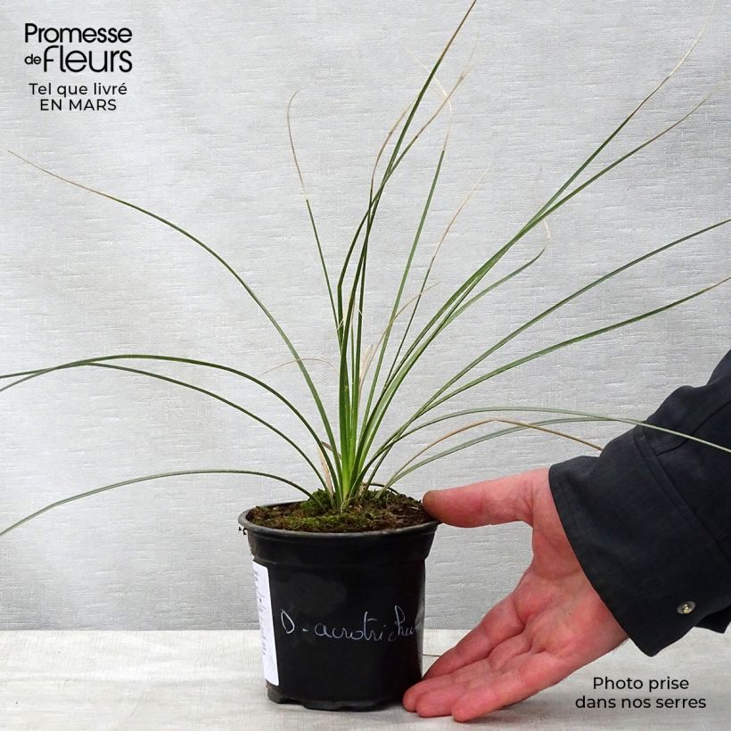 Spécimen de Dasylirion acrotrichum - Dasylire acrotriche Pot de 12 cm / 13 cm tel que livré au printemps
