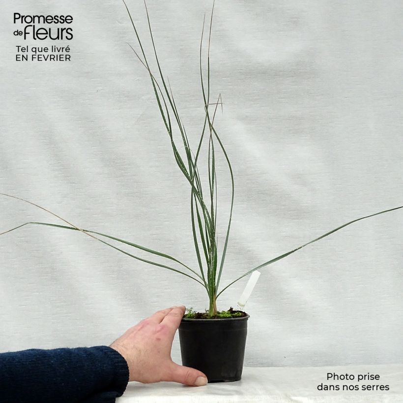 Spécimen de Dasylirion cedrosanum - Dasylire Pot de 12 cm / 13 cm tel que livré en hiver