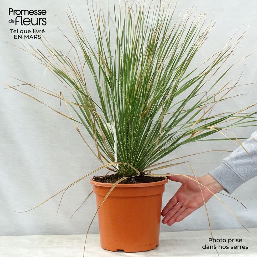 Spécimen de Dasylirion glaucophyllum Pot de 7,5L/10L tel que livré au printemps