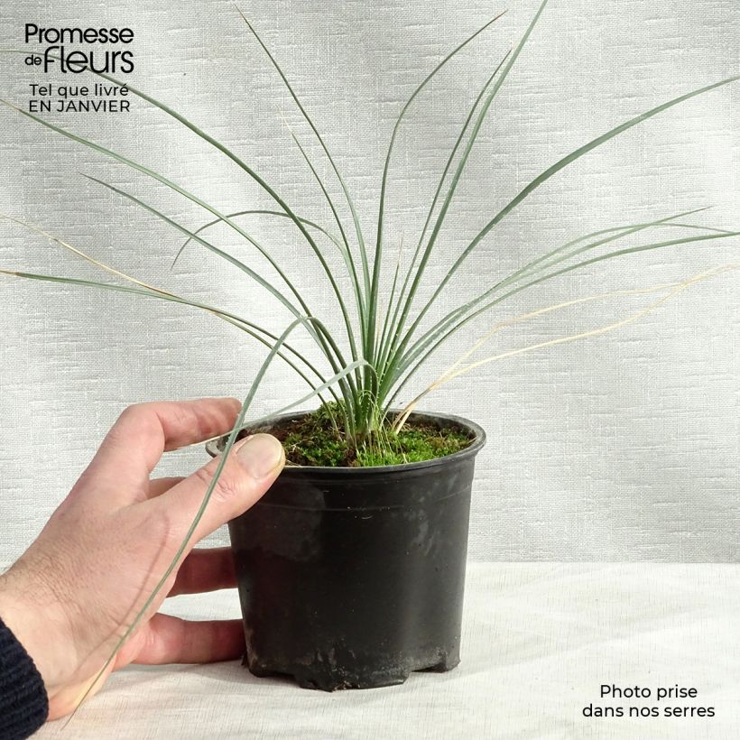 Spécimen de Dasylirion leiophyllum - Dasylire ou Sotol vert Pot de 12 cm / 13 cm tel que livré en hiver