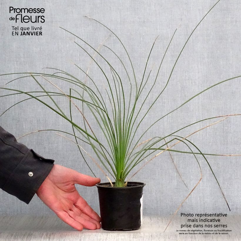 Spécimen de Dasylirion longissimum Pot de 12 cm / 13 cm tel que livré en hiver