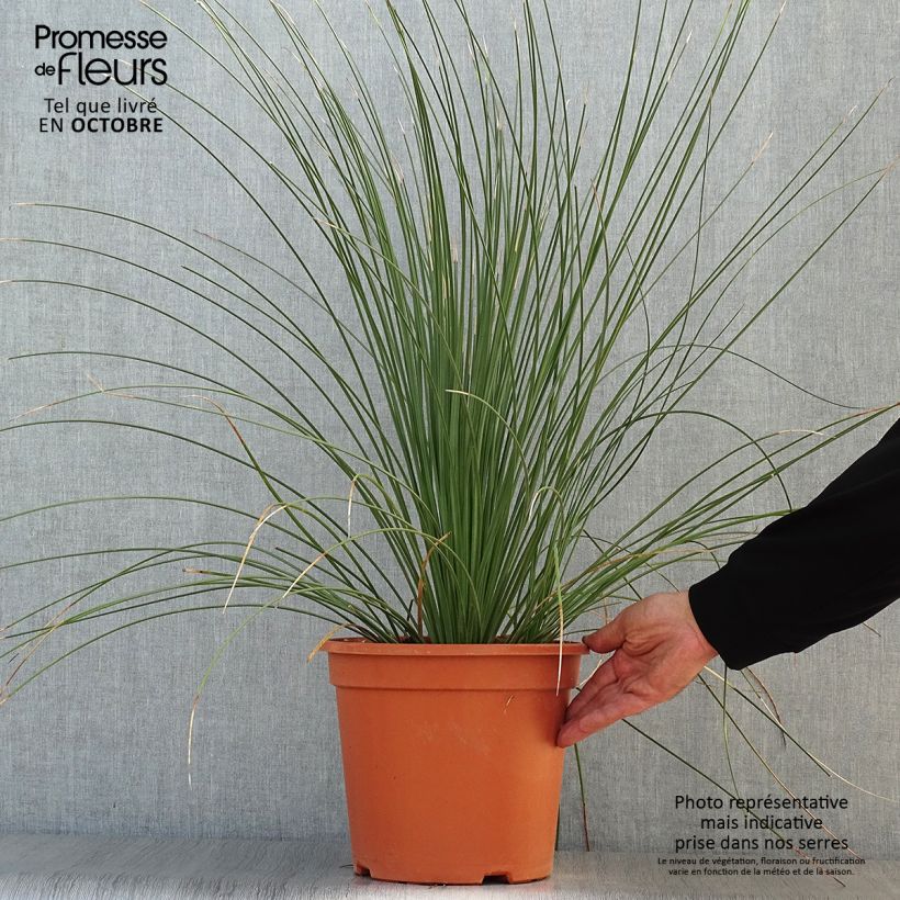 Spécimen de Dasylirion longissimum Pot de 7,5L/10L tel que livré en automne