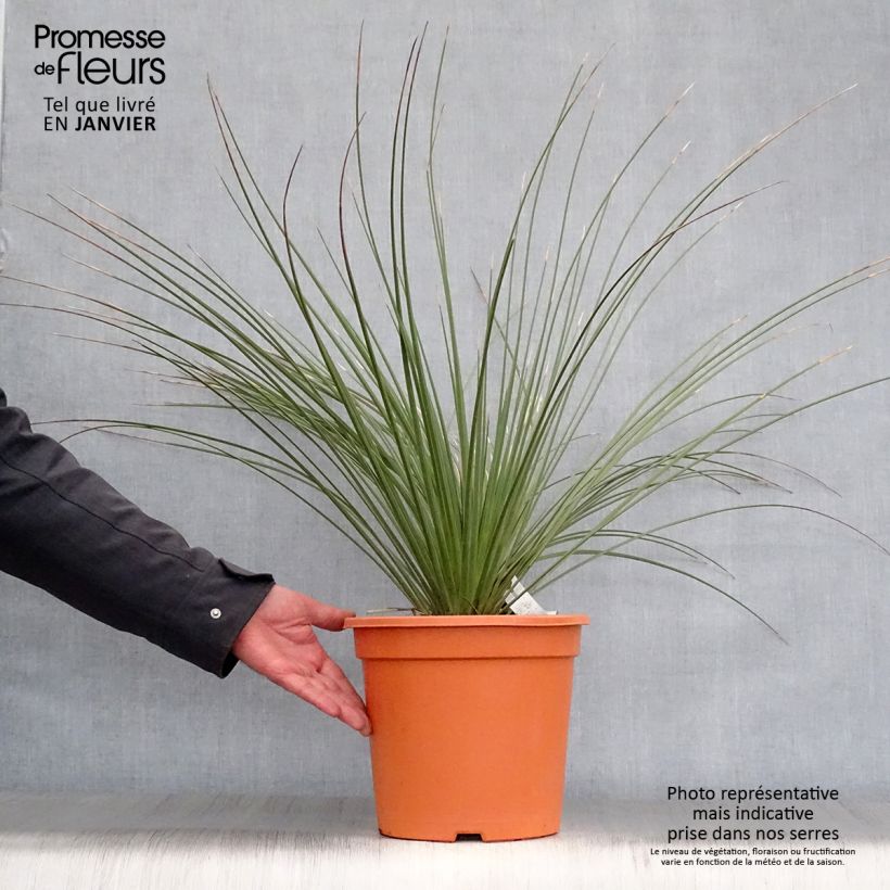 Spécimen de Dasylirion longissimum Pot de 7,5L/10L tel que livré en hiver