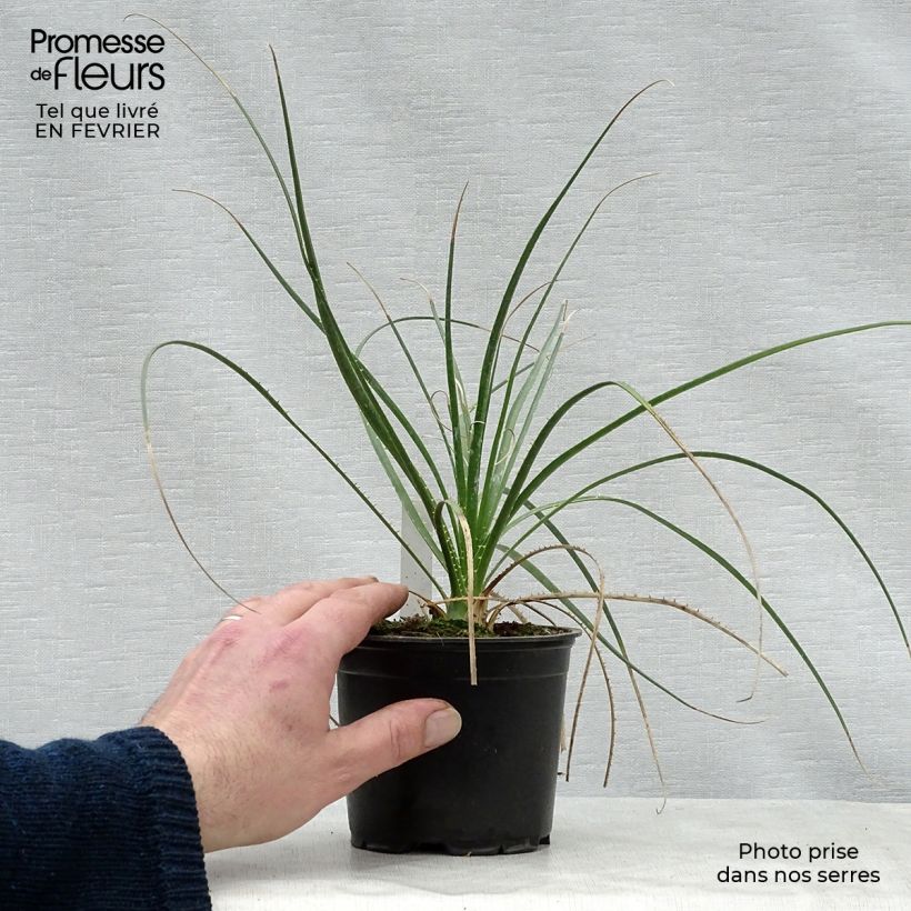 Spécimen de Dasylirion lucidum - Sotol brillant Pot de 12 cm / 13 cm tel que livré en hiver