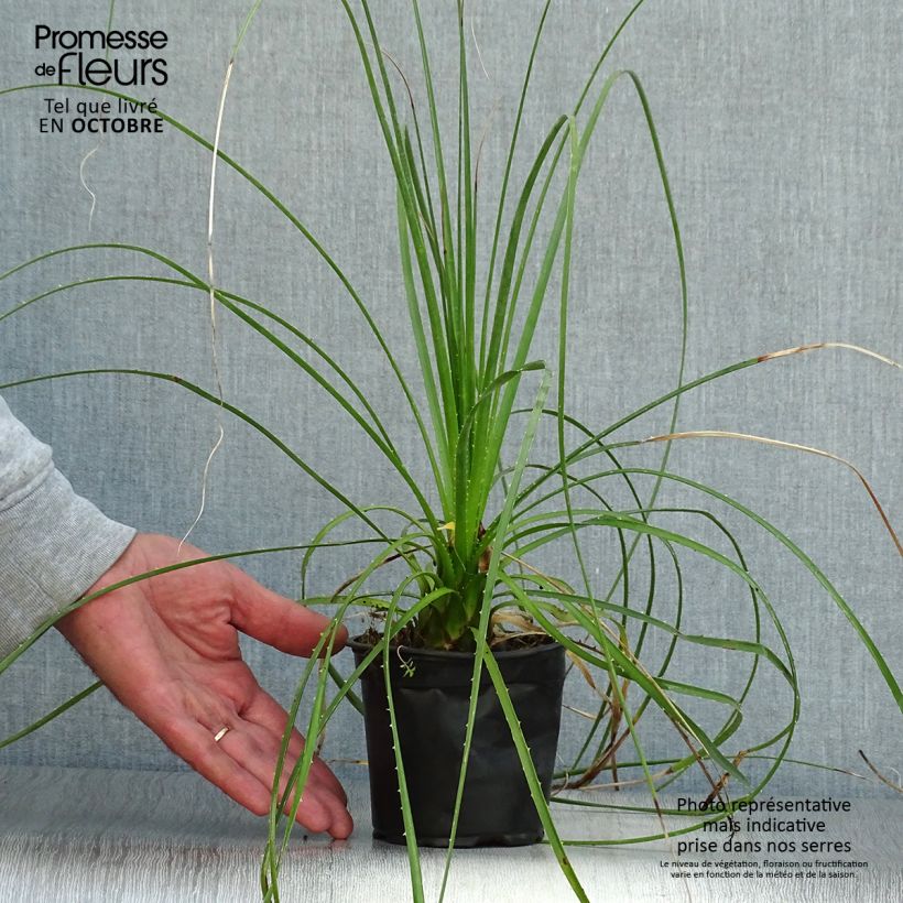 Spécimen de Dasylirion lucidum - Sotol brillant Pot de 12 cm / 13 cm tel que livré en automne