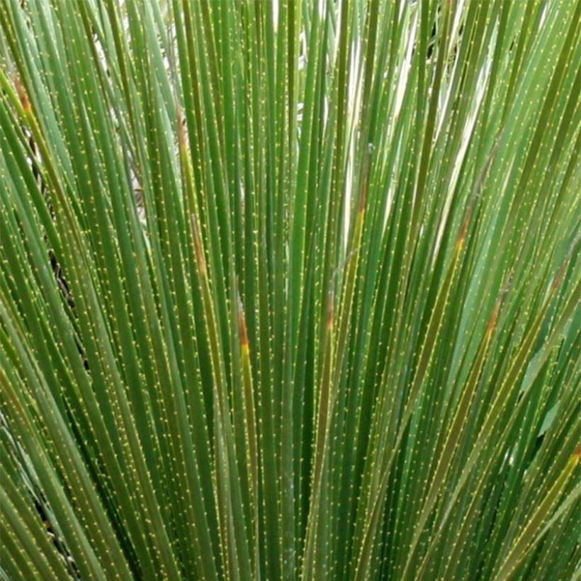 Dasylirion serratifolium - Dasylire, Sotol (Feuillage)