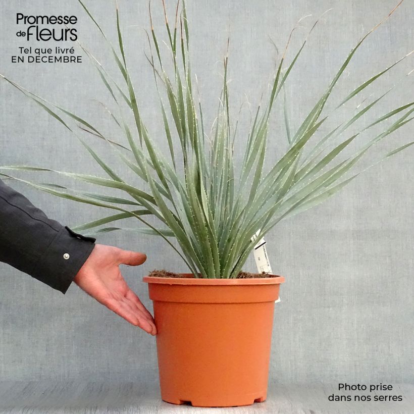 Spécimen de Dasylirion wheeleri  Pot de 7,5L/10L tel que livré en hiver