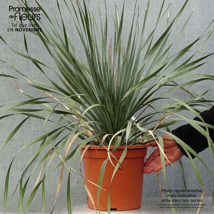 Spécimen de Dasylirion wheeleri  Pot de 7,5L/10L tel que livré en automne