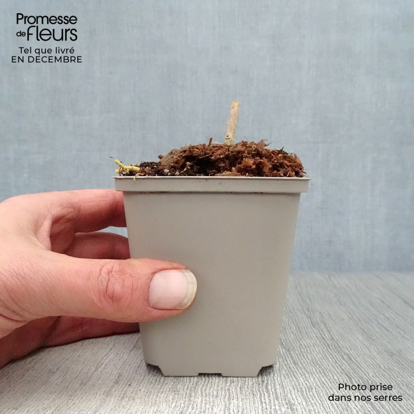 Spécimen de Datisca cannabina - Chanvre vivace Godet de 8/9 cm tel que livré en hiver