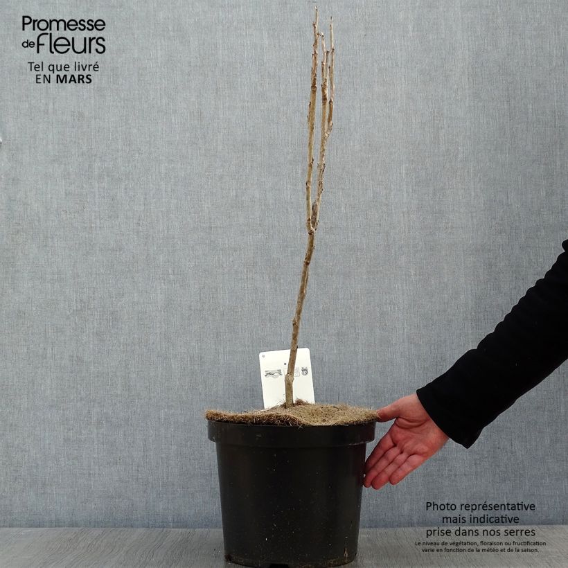 Spécimen de Decaisnea fargesii Pot de 7,5L/10L tel que livré en hiver