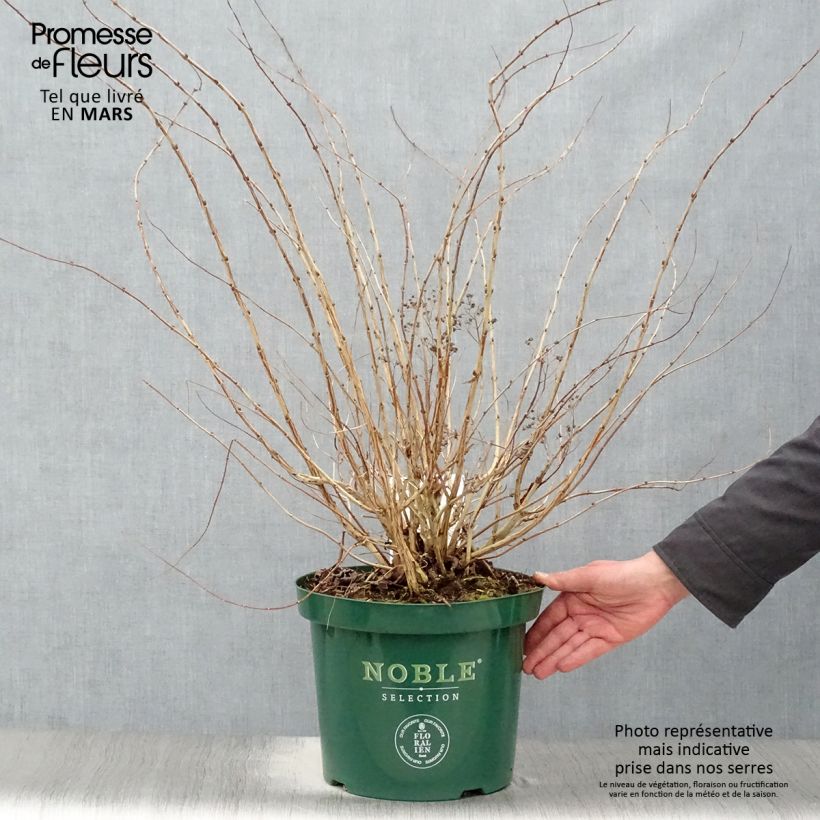 Spécimen de Decaisnea fargesii Pot de 7,5L/10L tel que livré au printemps