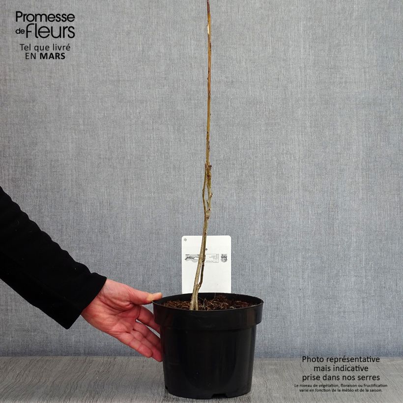 Spécimen de Decaisnea fargesii Pot de 2L/3L tel que livré en hiver