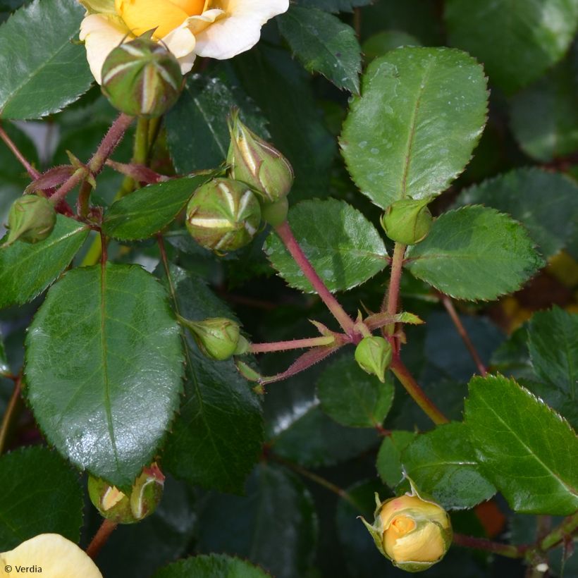 Rosier Decorosier Soleya (Feuillage)