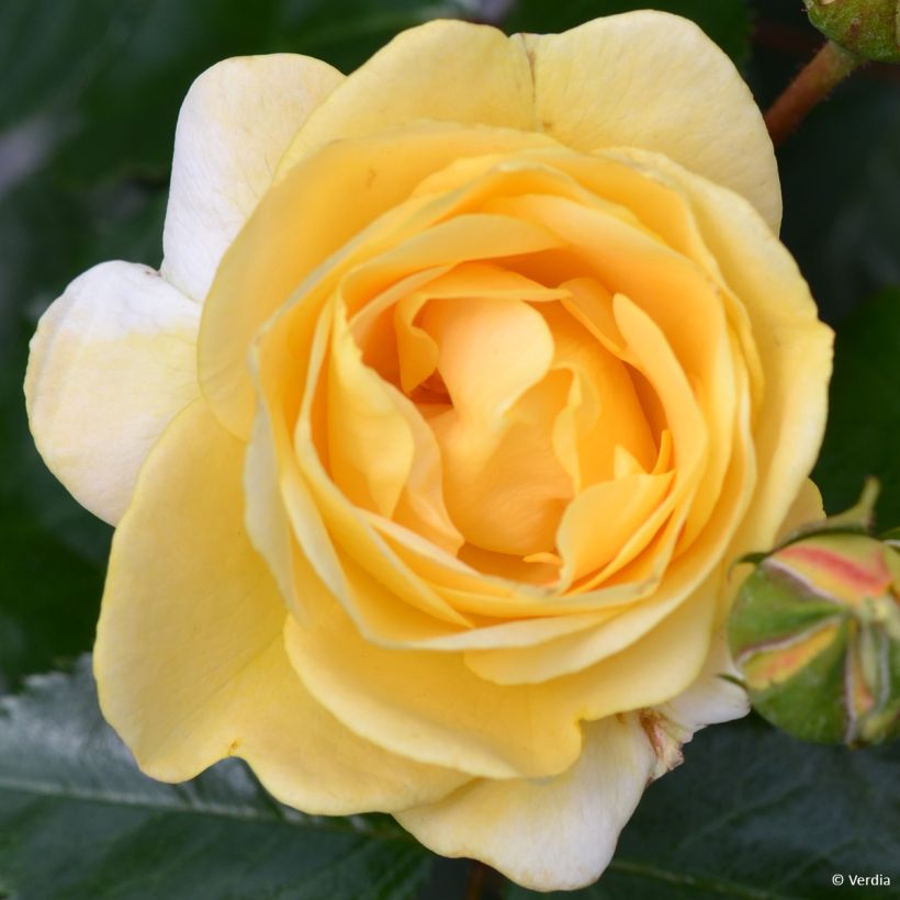 Rosier Decorosier Soleya (Floraison)