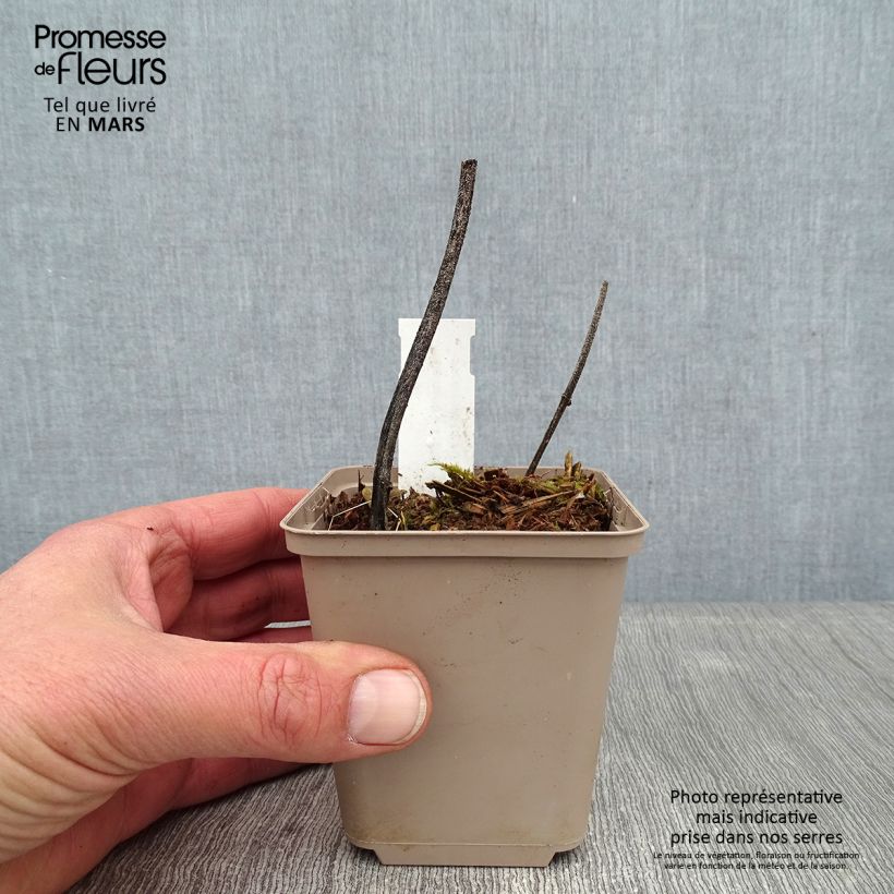 Spécimen de Deinanthe x Blue Wonder Godet de 8/9 cm tel que livré en hiver