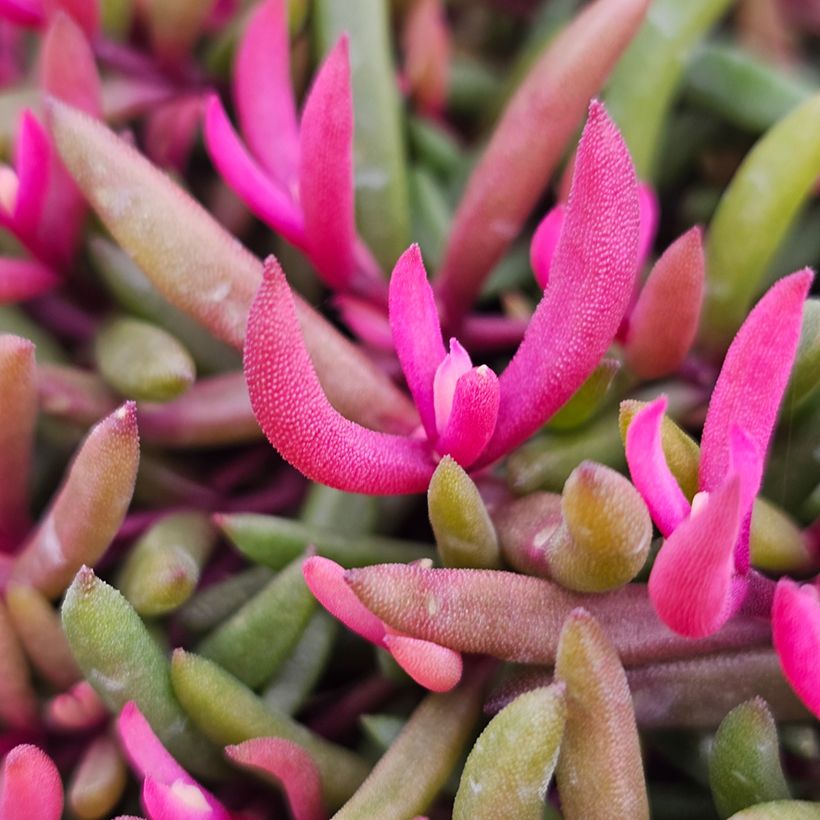 Delosperma Desert Dancers Red (Feuillage)
