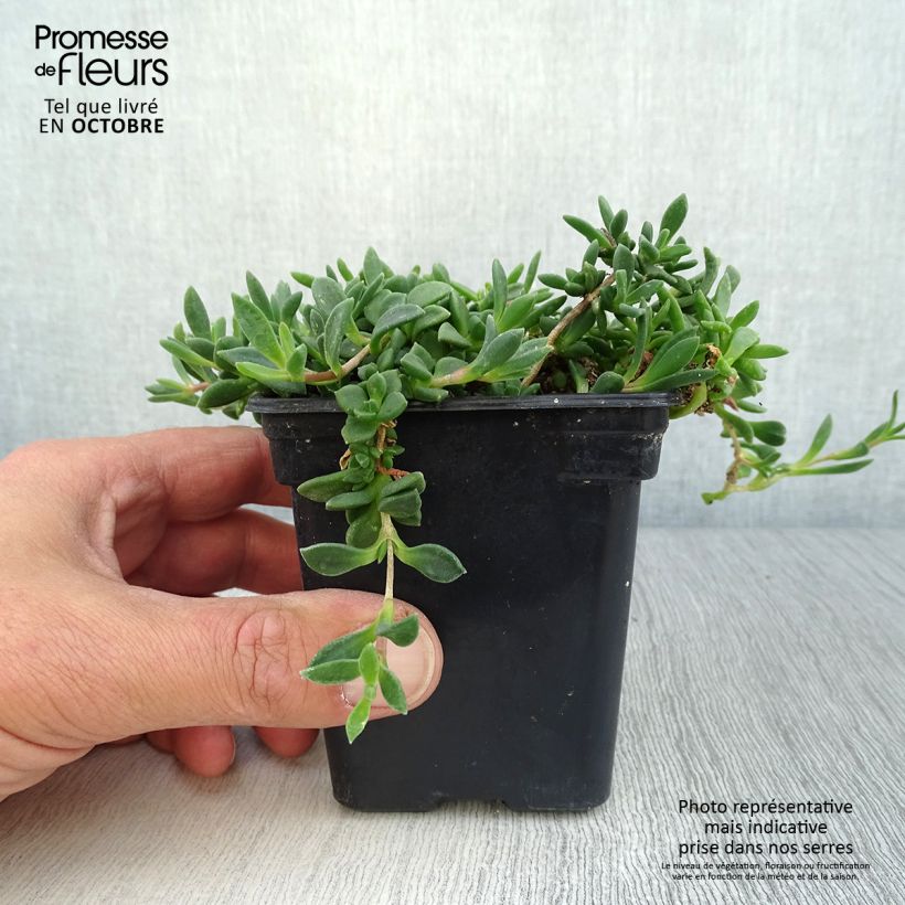 Spécimen de Delosperma Table Mountain - Pourpier vivace  Godet de 7/8 cm tel que livré en automne